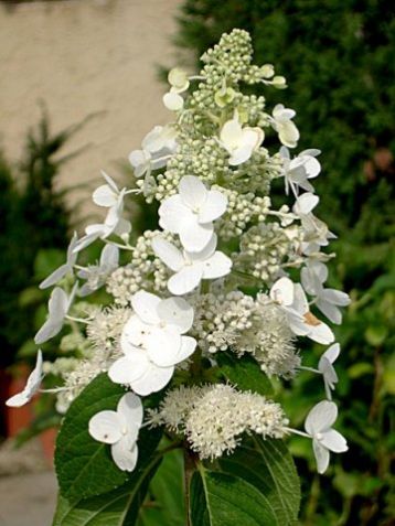 Hydrangea paniculata "kyushu" hortenzie latnatá