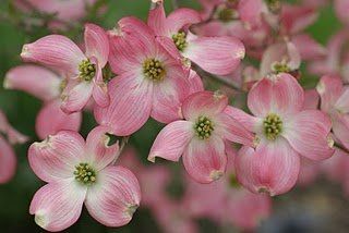 Cornus florida "sunset"