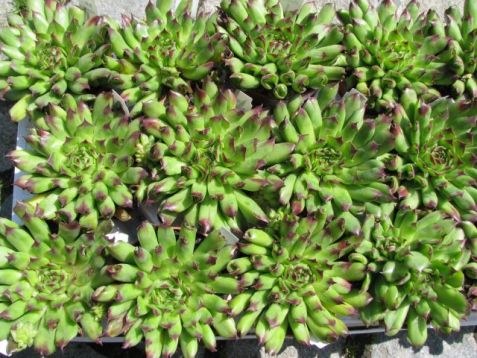 Sempervivum "nobbit"