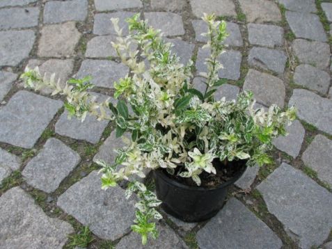 Euonymus "harlequin"