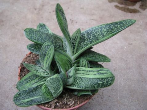 gasteria "little warty"