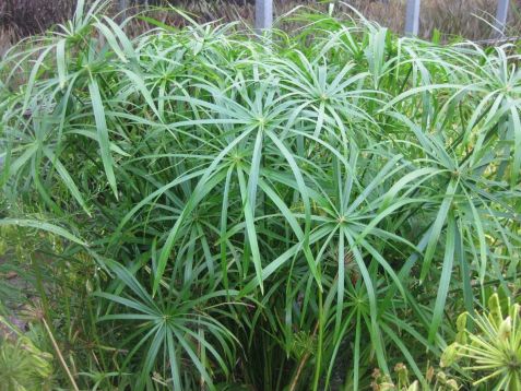 Cyperus alternifolius