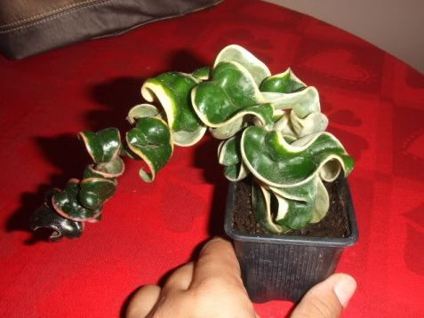 Hoya carnosa compacta variegata - voskovka