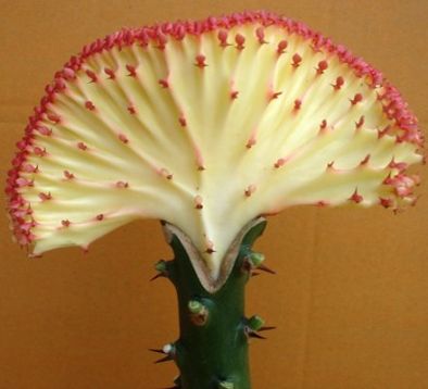 Euphorbia lactea cristata "new red"