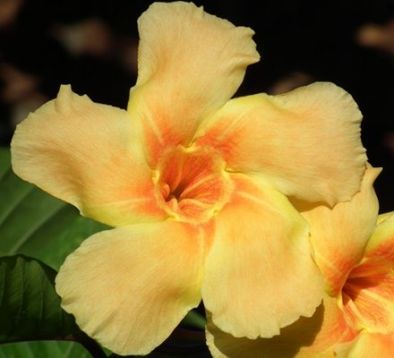 Allamanda cathartica "sweet orange"