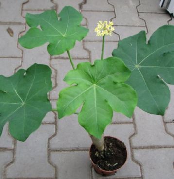 Jatropha podagrica yellow - jatrofa žlutá