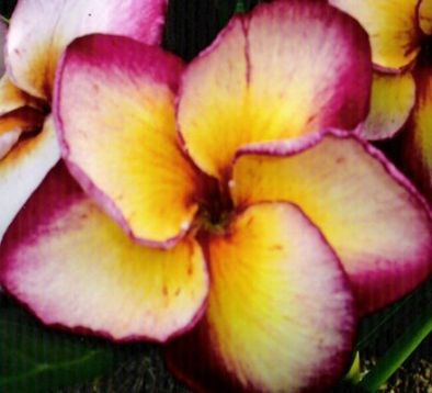 Plumeria "maneerat"