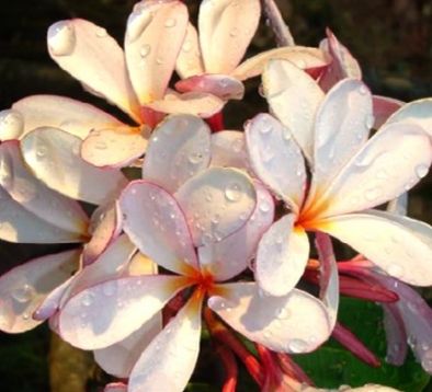 Plumeria pink dwarf - zakrslá sv. růžová