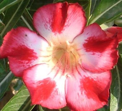 Adenium obesum "red moonlight" - pouštní růže