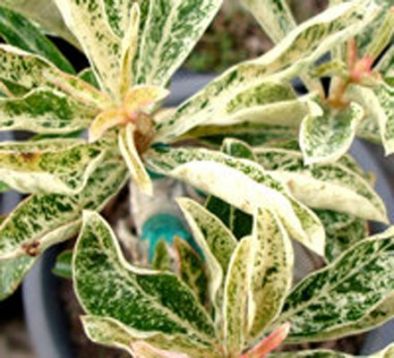 Adenium obesum "super queen"