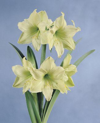 Hippeastrum "limona"