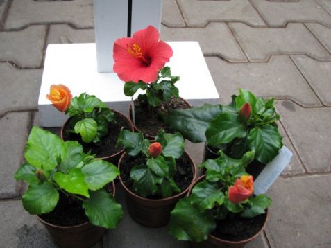Hibiscus mini