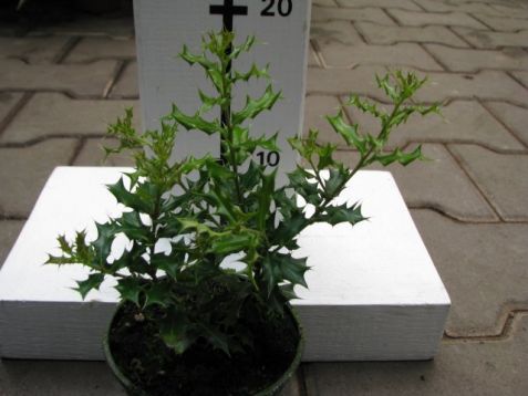 Ilex dimorphylla "hollywood"