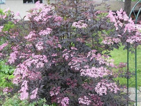 Sambucus nigra "gincho purple" - bez černý