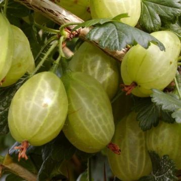 Ribes uva-crispa "invicta" - angrešt rezistentní