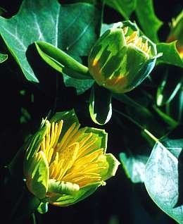 Liriodendron tulipifera "fastigiatum" - lyriovník, tulipánovník
