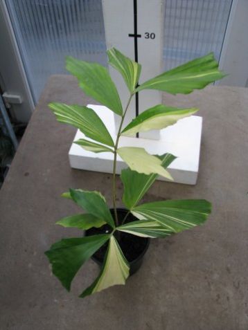 Caryota variegata - karyota panašovaná