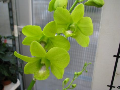 Dendrobium hybrid č.5