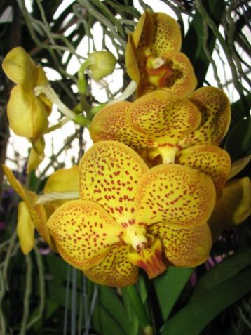 Vanda hybrid č.3
