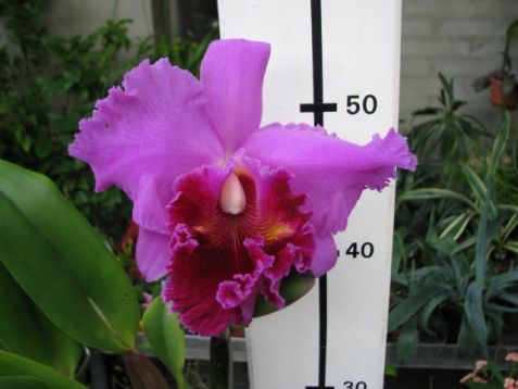 Cattleya hybrid "lucky mangkorn"