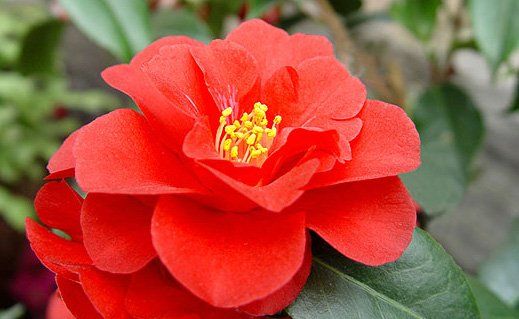 Camellia "flame" - kamélie