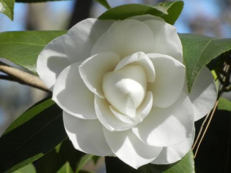Camellia subsp. rusticana "akita" - kamélie