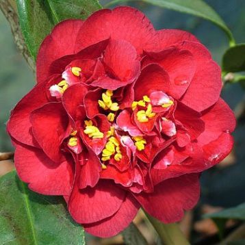 Camellia "maroon and gold"