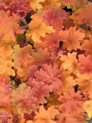 Heuchera "caramel"