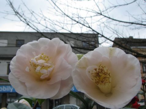Camellia "mrs. D.w. Davis" - kamélie