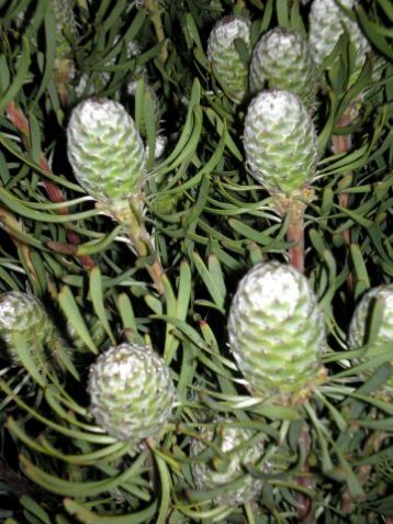 Leucadendron galpinii "purple haze"