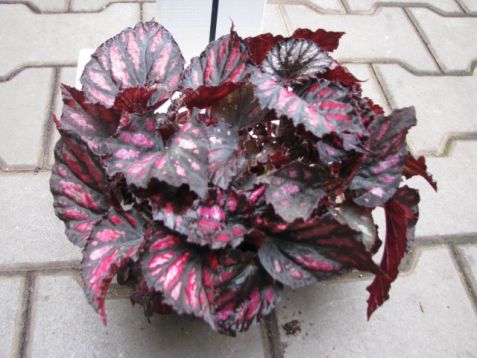 Begonia "rumba" - listová begonie