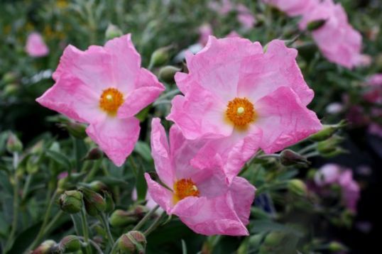 Cistus "silver pink"