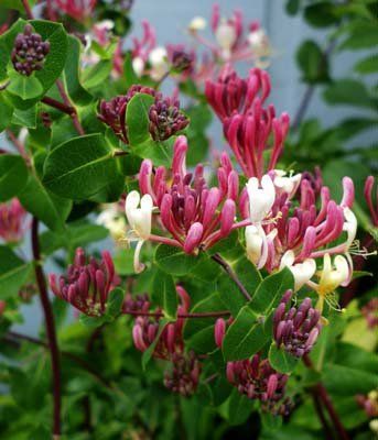 Lonicera heckrottii - zimolez, růže z Jericha