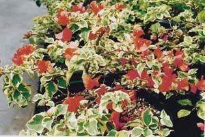 Bougainvillea "bengal orange"
