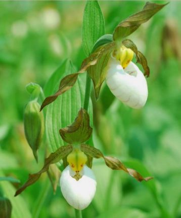 Cypripedium columbianum