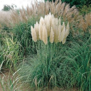 Cortaderia selloana "pumila" - pampová tráva