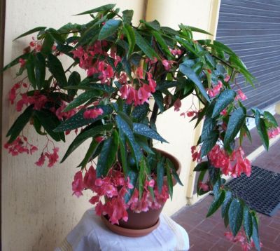 Begonia maculata "tamaya"