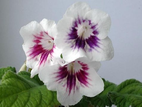 Streptocarpus "l"epatage d"alchimie"