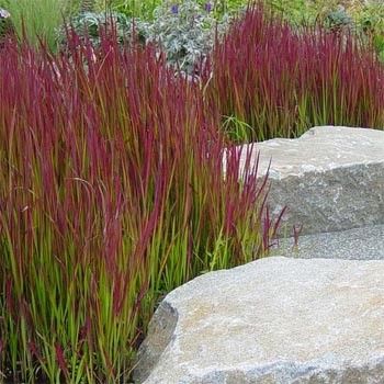 Imperata cylindrica "red baron"