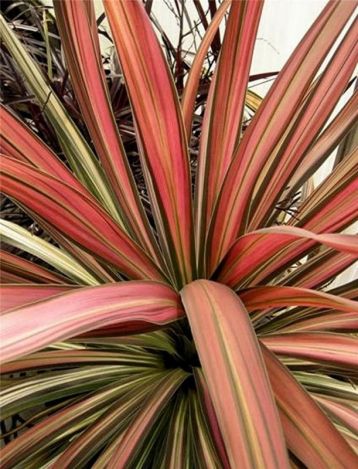 Dracaena / cordyline "kiwi" - dračinka australská