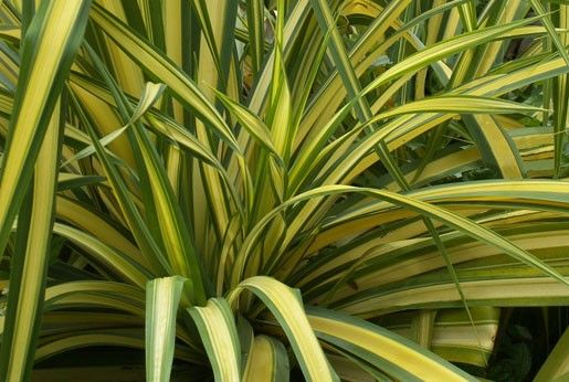 Phormium tenax "yellow wave" - lenovník