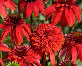 Echinacea purpurea "eccentric"
