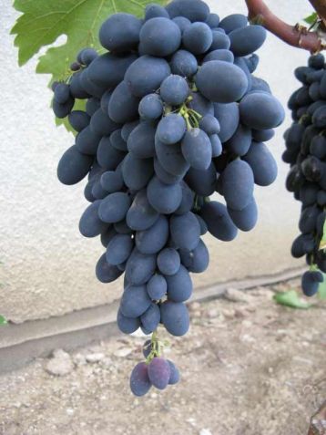 Vitis vinifera "kodrjanka" - réva vinná, modrá