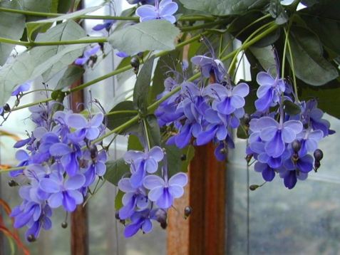 Clerodendron ugadense