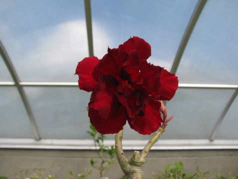 Adenium obesum "black swan" - pouštní růže