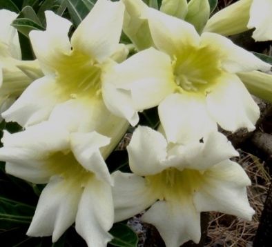 Adenium obesum "popcorn"