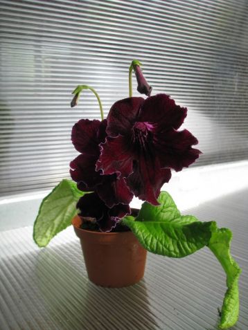 Streptocarpus " charm"