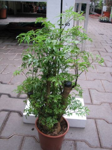 Polyscias fruticosa -ming, muškátový stromek