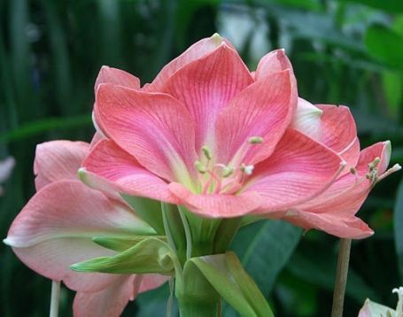 Hippeastrum "vera"