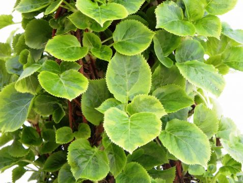 Hydrangea petiolaris anomala "miranda" - pnoucí hortenzie